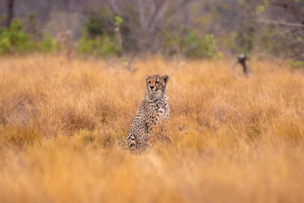 Nungubane Game Lodge Welgevonden Doğa Koruma Alanı Dış mekan fotoğraf