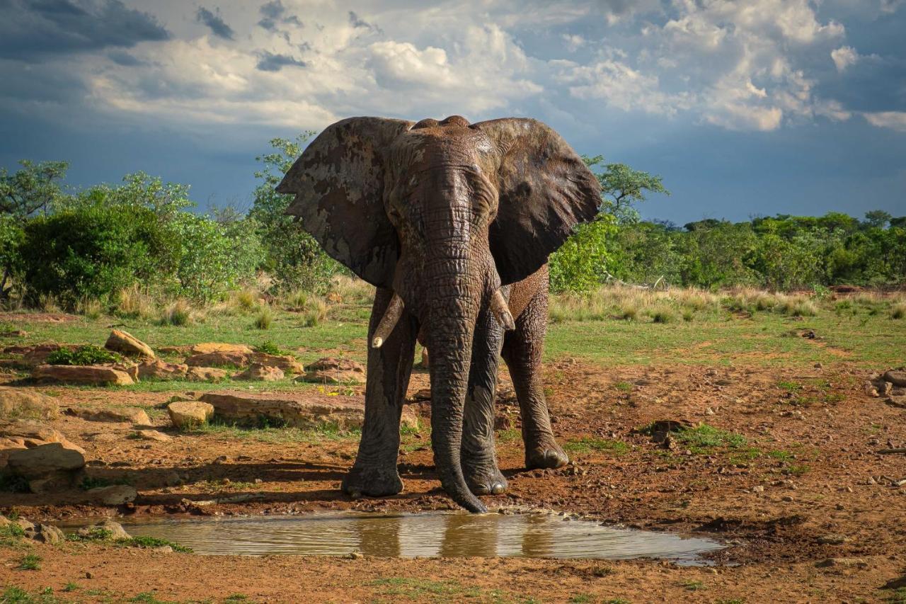Nungubane Game Lodge Welgevonden Doğa Koruma Alanı Dış mekan fotoğraf