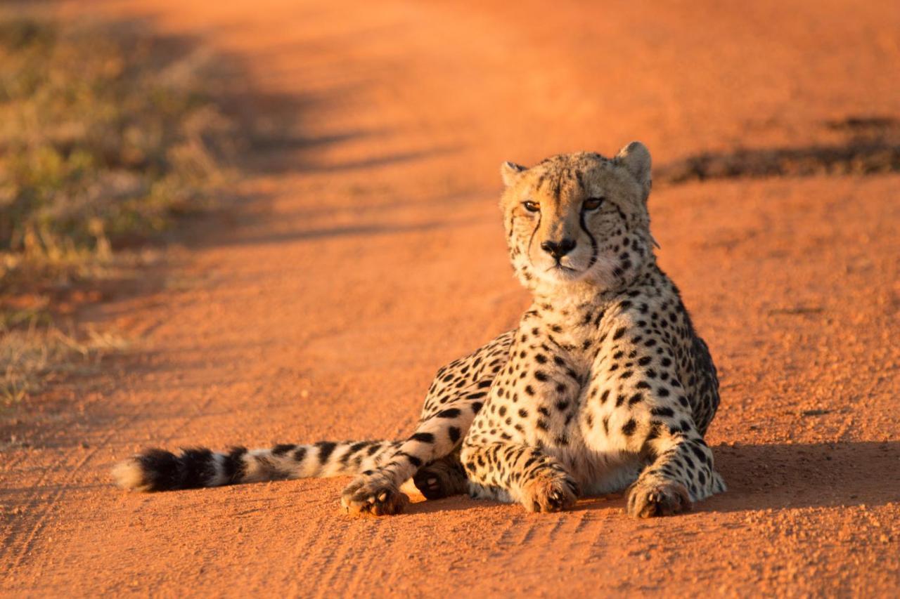 Nungubane Game Lodge Welgevonden Doğa Koruma Alanı Dış mekan fotoğraf